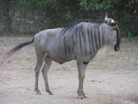 Смотреть фото Голубой гну Фото Голубой гну