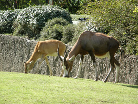 Смотреть фото Блесбок Фото Блесбок