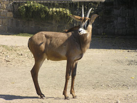 Смотреть фото Лошадиная антилопа Фото Лошадиная антилопа