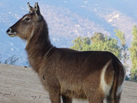 Смотреть фото Водяной козел Фото Водяной козел