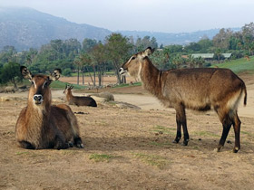 Смотреть фото Водяной козел Фото Водяной козел