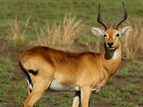 Смотреть фото Болотный козёл Фото Болотный козёл