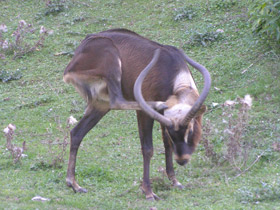 Смотреть фото Суданский козел Фото Суданский козел