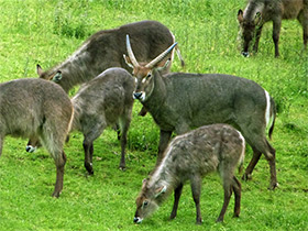 Смотреть фото Водяной козел Фото Водяной козел