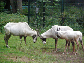 Смотреть фото Аравийский орикс Фото Аравийский орикс