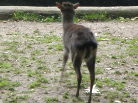 Смотреть фото Голубой дукер Фото Голубой дукер