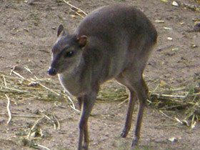 Смотреть фото Голубой дукер Фото Голубой дукер