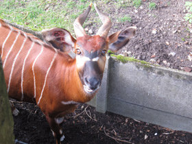 Смотреть фото Бонго Фото Бонго