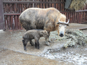 Смотреть фото Такин Фото Такин