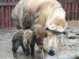 Смотреть фото Такин Фото Такин