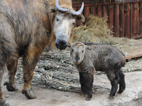 Смотреть фото Такин Фото Такин