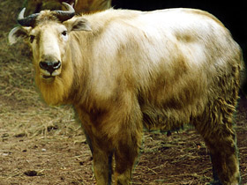 Смотреть фото Такин Фото Такин