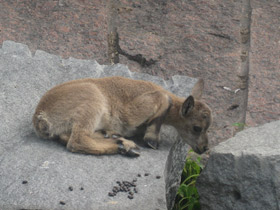 Смотреть фото Дагестанский тур Фото Дагестанский тур