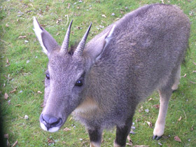 Смотреть фото Горал Фото Горал