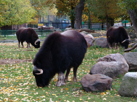Смотреть фото Овцебык Фото Овцебык