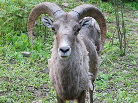 Фото Северокитайский горный баран