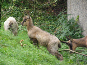 Смотреть фото Пиренейская серна Фото Пиренейская серна