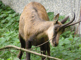 Смотреть фото Пиренейская серна Фото Пиренейская серна