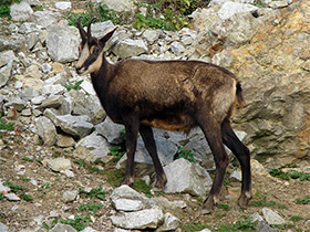 Смотреть фото Пиренейская серна Фото Пиренейская серна