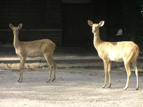 Смотреть фото Олень-лира Фото Олень-лира