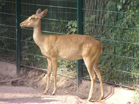 Смотреть фото Олень-лира Фото Олень-лира