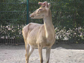 Смотреть фото Олень-лира Фото Олень-лира