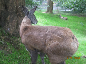 Смотреть фото Кабарга Фото Кабарга