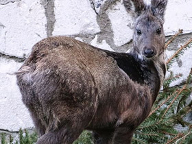 Смотреть фото Кабарга Фото Кабарга