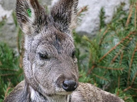 Смотреть фото Кабарга Фото Кабарга