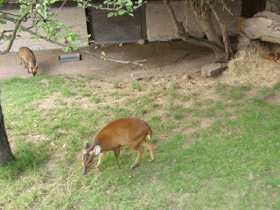 Смотреть фото Китайский мунтжак Фото Китайский мунтжак