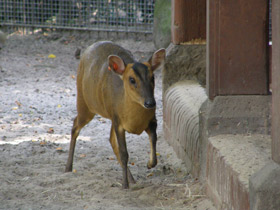 Смотреть фото Китайский мунтжак Фото Китайский мунтжак
