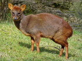 Смотреть фото Пуду Фото Пуду