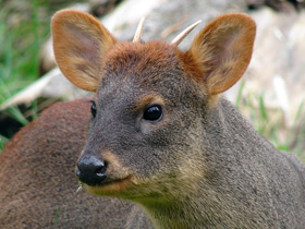 Смотреть фото Пуду Фото Пуду
