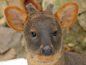 Смотреть фото Пуду Фото Пуду