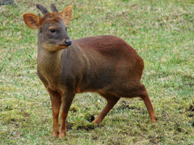 Смотреть фото Пуду Фото Пуду
