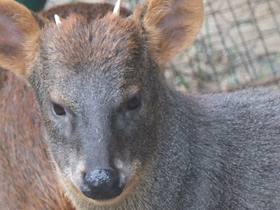 Смотреть фото Пуду Фото Пуду