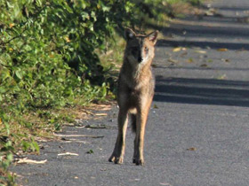Смотреть фото Обыкновенный шакал Фото Обыкновенный шакал
