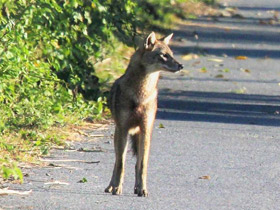 Смотреть фото Обыкновенный шакал Фото Обыкновенный шакал