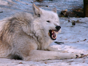 Смотреть фото Волк Фото Волк