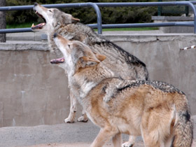 Смотреть фото Волк Фото Волк