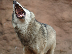 Смотреть фото Волк Фото Волк