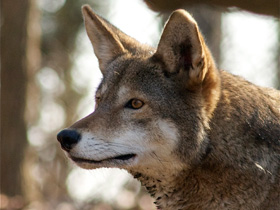 Смотреть фото Рыжий волк Фото Рыжий волк