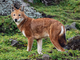 Смотреть фото Эфиопский шакал Фото Эфиопский шакал