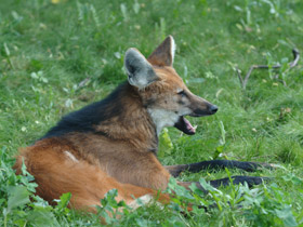 Смотреть фото Гривистый волк Фото Гривистый волк