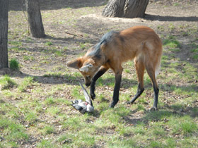 Смотреть фото Гривистый волк Фото Гривистый волк