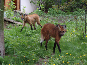 Смотреть фото Гривистый волк Фото Гривистый волк