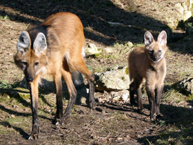 Смотреть фото Гривистый волк Фото Гривистый волк