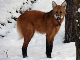 Гривистый волк Гривистый волк