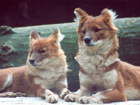 Смотреть фото Красный волк Фото Красный волк