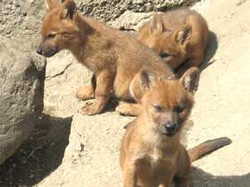 Смотреть фото Красный волк Фото Красный волк